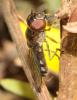 276364 – Photo : alain Roujas – France (31)
